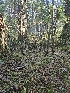  ( - HAY-F-006357)  @11 [ ] by (2023) Mandy Hackney Fungal Diversity Survey