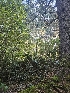  ( - HAY-F-006354)  @11 [ ] by (2023) Mandy Hackney Fungal Diversity Survey