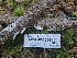  ( - HAY-F-006354)  @11 [ ] by (2023) Mandy Hackney Fungal Diversity Survey