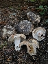  (Russula sp. nigricans-CA01 - HAY-F-006355)  @11 [ ] by (2023) Mandy Hackney Fungal Diversity Survey