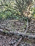  ( - HAY-F-006355)  @11 [ ] by (2023) Mandy Hackney Fungal Diversity Survey