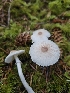  ( - HAY-F-006222)  @11 [ ] by (2023) Mandy Hackney Fungal Diversity Survey