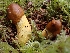  ( - HAY-F-006201)  @11 [ ] by (2023) Mandy Hackney Fungal Diversity Survey