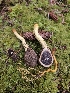  ( - HAY-F-006201)  @11 [ ] by (2023) Mandy Hackney Fungal Diversity Survey