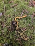  ( - HAY-F-006201)  @11 [ ] by (2023) Mandy Hackney Fungal Diversity Survey