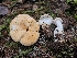  ( - HAY-F-006202)  @11 [ ] by (2023) Mandy Hackney Fungal Diversity Survey