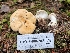  ( - HAY-F-006202)  @11 [ ] by (2023) Mandy Hackney Fungal Diversity Survey