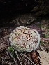  ( - HAY-F-006204)  @11 [ ] by (2023) Mandy Hackney Fungal Diversity Survey