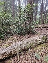  ( - HAY-F-006204)  @11 [ ] by (2023) Mandy Hackney Fungal Diversity Survey