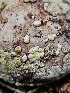  ( - HAY-F-006204)  @11 [ ] by (2023) Mandy Hackney Fungal Diversity Survey