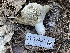  (Russula sp. brevipes-CA01 - HAY-F-006532)  @11 [ ] by-nc (2023) Damon Tighe Fungal Diversity Survey