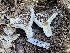  ( - HAY-F-006532)  @11 [ ] by-nc (2023) Damon Tighe Fungal Diversity Survey