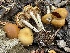  ( - HAY-F-006533)  @11 [ ] by-nc (2023) Damon Tighe Fungal Diversity Survey