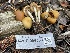  ( - HAY-F-006533)  @11 [ ] by-nc (2023) Damon Tighe Fungal Diversity Survey