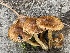  ( - HAY-F-006542)  @11 [ ] by-nc (2023) Damon Tighe Fungal Diversity Survey