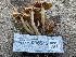  ( - HAY-F-006542)  @11 [ ] by-nc (2023) Damon Tighe Fungal Diversity Survey