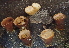  ( - HAY-F-006543)  @11 [ ] by-nc (2023) Damon Tighe Fungal Diversity Survey