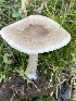  ( - HAY-F-006544)  @11 [ ] by-nc (2023) Damon Tighe Fungal Diversity Survey