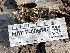  ( - HAY-F-006546)  @11 [ ] by-nc (2023) Damon Tighe Fungal Diversity Survey