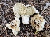 ( - HAY-F-006551)  @11 [ ] by-nc (2023) Damon Tighe Fungal Diversity Survey
