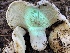  ( - HAY-F-006551)  @11 [ ] by-nc (2023) Damon Tighe Fungal Diversity Survey