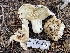  ( - HAY-F-006551)  @11 [ ] by-nc (2023) Damon Tighe Fungal Diversity Survey