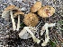  ( - HAY-F-007585)  @11 [ ] by-nc (2023) Damon Tighe Fungal Diversity Survey