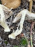  ( - HAY-F-007585)  @11 [ ] by-nc (2023) Damon Tighe Fungal Diversity Survey