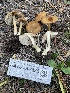 ( - HAY-F-007585)  @11 [ ] by-nc (2023) Damon Tighe Fungal Diversity Survey