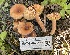  ( - HAY-F-006562)  @11 [ ] by-nc (2023) Damon Tighe Fungal Diversity Survey