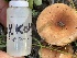  ( - HAY-F-006562)  @11 [ ] by-nc (2023) Damon Tighe Fungal Diversity Survey