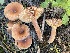  ( - HAY-F-006562)  @11 [ ] by-nc (2023) Damon Tighe Fungal Diversity Survey