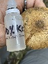  ( - HAY-F-007570)  @11 [ ] by-nc (2023) Damon Tighe Fungal Diversity Survey