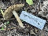  ( - HAY-F-007570)  @11 [ ] by-nc (2023) Damon Tighe Fungal Diversity Survey