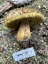  (Boletus fibrillosus - HAY-F-007571)  @11 [ ] by-nc (2023) Damon Tighe Fungal Diversity Survey