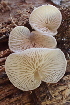  ( - HAY-F-007575)  @11 [ ] by-nc (2023) Damon Tighe Fungal Diversity Survey