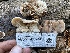  ( - HAY-F-007581)  @11 [ ] by-nc (2023) Damon Tighe Fungal Diversity Survey
