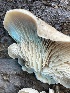  ( - HAY-F-007581)  @11 [ ] by-nc (2023) Damon Tighe Fungal Diversity Survey