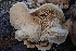  ( - HAY-F-007581)  @11 [ ] by-nc (2023) Damon Tighe Fungal Diversity Survey