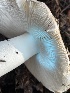  ( - HAY-F-007582)  @11 [ ] by-nc (2023) Damon Tighe Fungal Diversity Survey