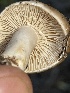  ( - HAY-F-007583)  @11 [ ] by-nc (2023) Damon Tighe Fungal Diversity Survey