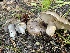  ( - HAY-F-007583)  @11 [ ] by-nc (2023) Damon Tighe Fungal Diversity Survey