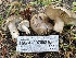 ( - HAY-F-007583)  @11 [ ] by-nc (2023) Damon Tighe Fungal Diversity Survey