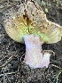  ( - HAY-F-007586)  @11 [ ] by-nc (2023) Damon Tighe Fungal Diversity Survey