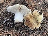  (Russula sp. Woo58 - HAY-F-007591)  @11 [ ] by-nc (2023) Damon Tighe Fungal Diversity Survey