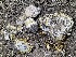  ( - HAY-F-007600)  @11 [ ] by-nc (2023) Damon Tighe Fungal Diversity Survey