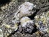  ( - HAY-F-007600)  @11 [ ] by-nc (2023) Damon Tighe Fungal Diversity Survey