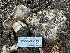  ( - HAY-F-007600)  @11 [ ] by-nc (2023) Damon Tighe Fungal Diversity Survey