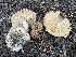  ( - HAY-F-007603)  @11 [ ] by-nc (2023) Damon Tighe Fungal Diversity Survey
