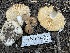  (Russula sp. CA21 - HAY-F-007603)  @11 [ ] by-nc (2023) Damon Tighe Fungal Diversity Survey